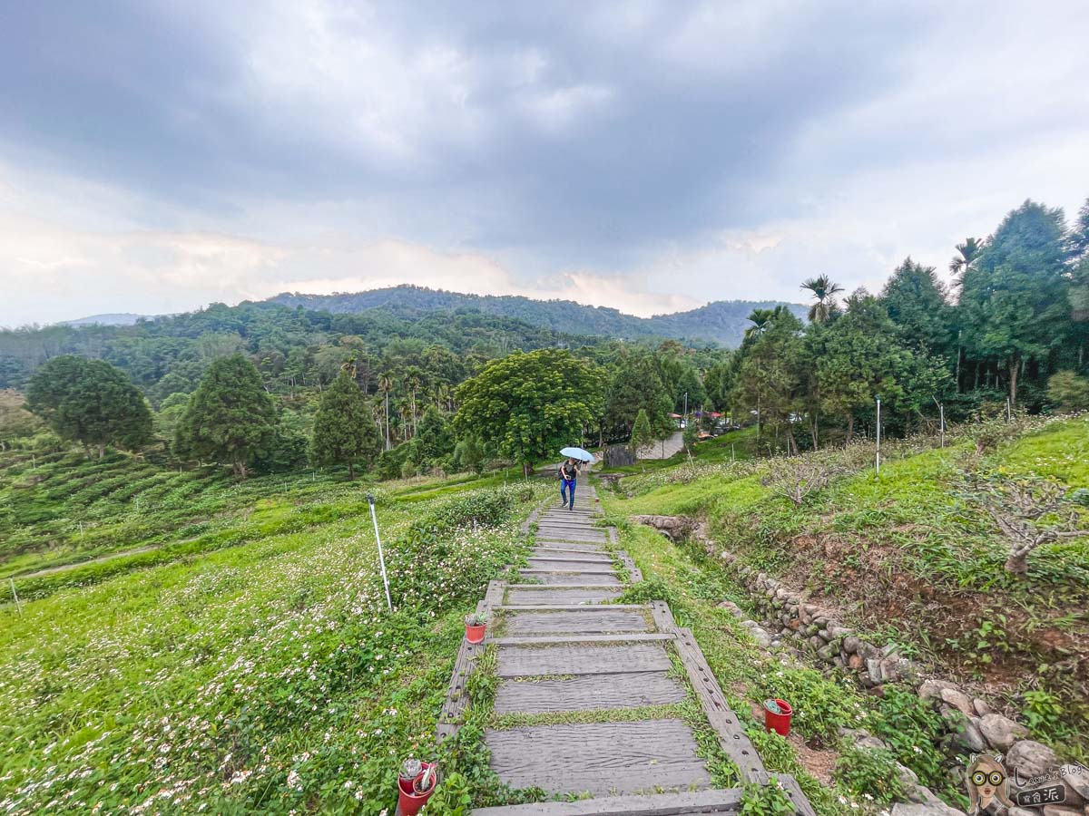 鹿篙咖啡莊園｜景色絕美的南投下午茶景點，茶園圍繞療癒身心