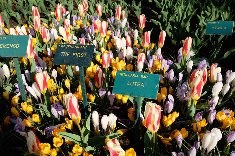【荷蘭自助9天】Keukenhof庫肯霍夫花園 最大的鬱金香花園4月比較適合 @Lexie&#039;s Blog寫食派